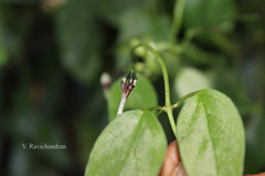 Ceropegia intermedia